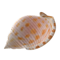 shell_1.png