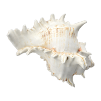 shell_2.png